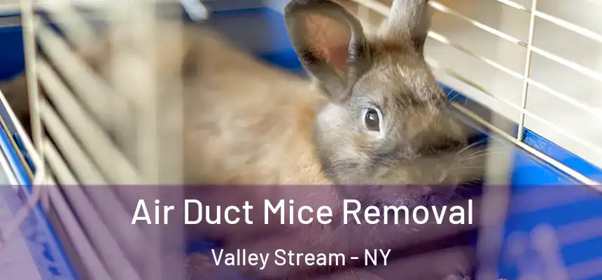  Air Duct Mice Removal Valley Stream - NY